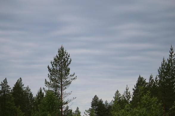 Havumetsän yllä aaltoileva, umpipilvinen taivas.