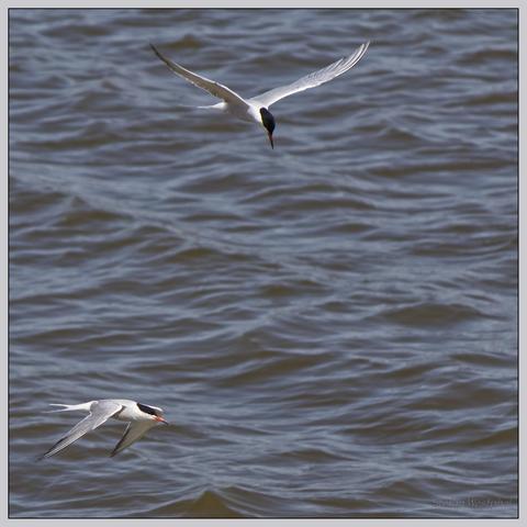 Zwei Vögel fliegen über einem Gewässer, wobei ein Vogel auf den anderen herabzublicken scheint. Das Gefieder ist weiß bis hellgrau. Der Kopf oberhalb der Augen ist schwarz. Der Schnabel ist rot gefärbt mit einer schwarzen Spitze. Das Wasser im Hintergrund ist leicht wellig.

Two birds are flying over a body of water, with one bird appearing to look down on the other. The plumage is white to light gray. The head above the eyes is black. The beak is red with a black tip. The water in the background is slightly wavy.