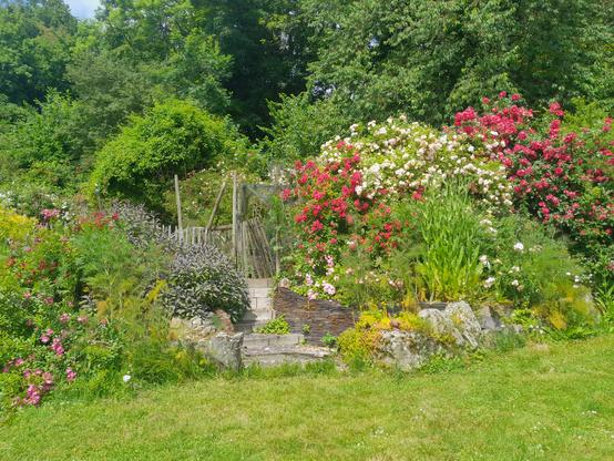 Un chemin en escalier en pierre au milieu de plantes ornementales avec de gros buissons de roses et des arbres en arrière plan