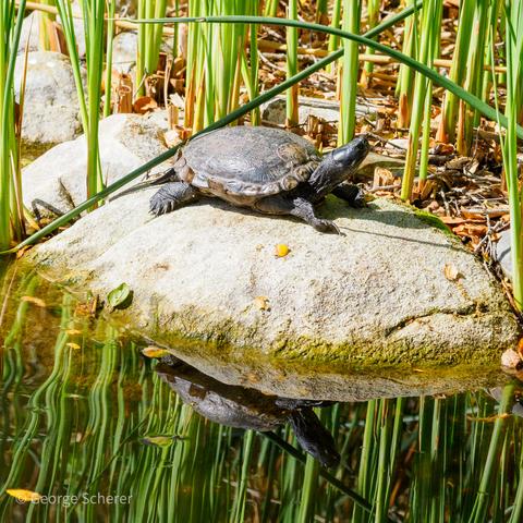 Pond slider on a rock at the edge of a pond.  there are green grassy stalks in the background.  The turtle is reflected in the water of the pond.
