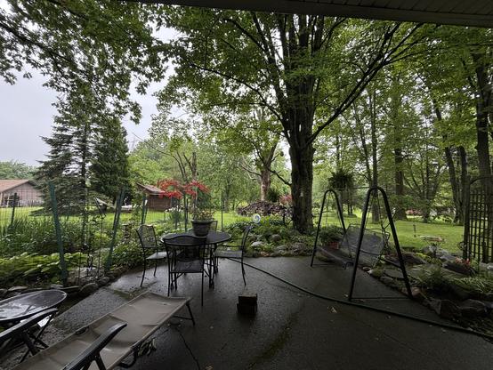 A photo of my backyard showing numerous plants covered in water from the rain