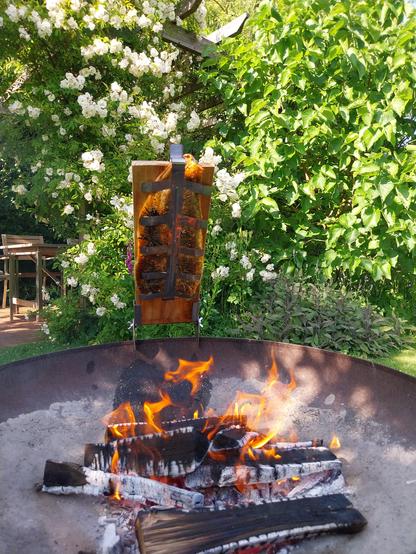 Half of a salmon (filet) attached to a wooden board with a metal grille over a wood fire. In the background  you can see a Bush of white roses climbing up a trellis. To the right, under a small mulberry tree a sage bush is growing in the shade. A chair and a table are in tha shade under the trellis.
