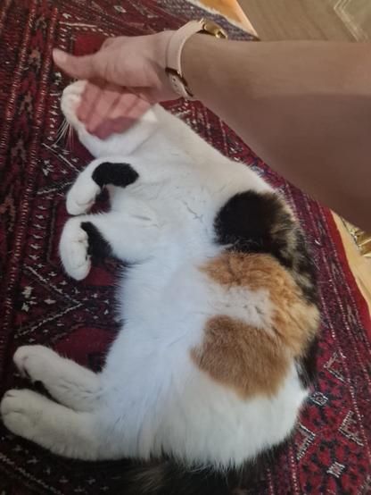 A cat is lying on a patterned rug, being gently petted by a hand. The cat has a mix of white fur with black and brown patches.