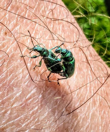 Shocking image of 2 green bugs having a lovely time on my shin