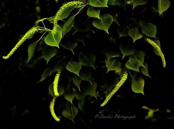 "The image beautifully captures the Chinese tallow tree (Triadica sebifera), highlighting its delicate floral catkins and heart-shaped leaves. The catkins, slender and densely packed with tiny flowers, hang gracefully from the branches, their soft yellow-green hue adding a gentle vibrancy to the scene. The leaves, broad and smooth, spread out in a lush display, their rich green color standing out against a darker, blurred background. The contrast between the intricate textures of the catkins and the smooth curves of the foliage creates a striking visual harmony. The composition of the image draws attention to the fine details of the tree’s blooming structures, making it a captivating study in natural elegance." - Copilot