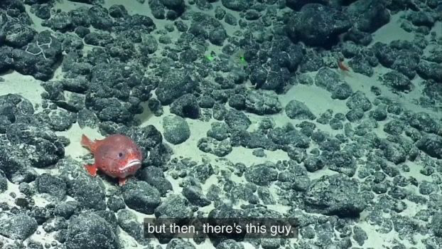 round red fish with a serious frown resting on a rocky sea floor, captioned: but then there’s this guy.