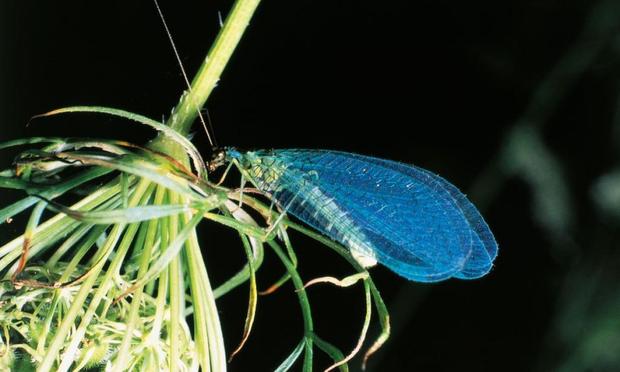Una imagen de archivo de un ejemplar de 'Chrysopidae' (De Agostini via Getty Images)