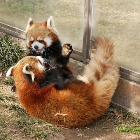 A picture of a Red Panda.
