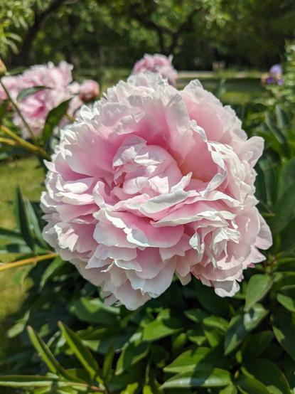 A light-pink peony flower