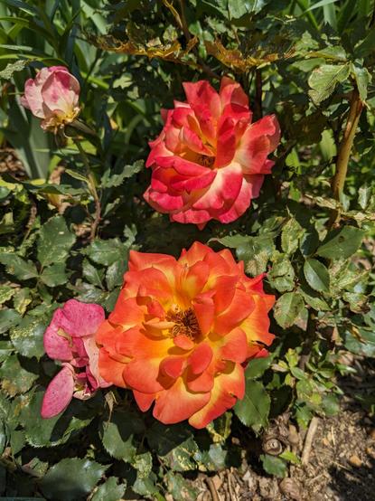 Red and orange peonies amid dense greenery