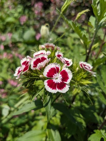 A cluster of tiny white-fringed burgundy flowers