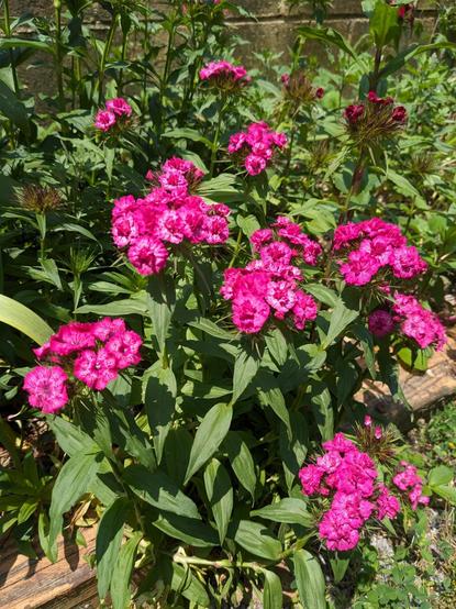 Several clusters of small magenta flowers growing amid dense greenery