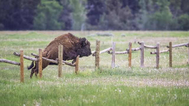 A bison is caught mid-jump as it clears a wooden fence in a grassy field in Grand Teton National Park, Wyoming.
