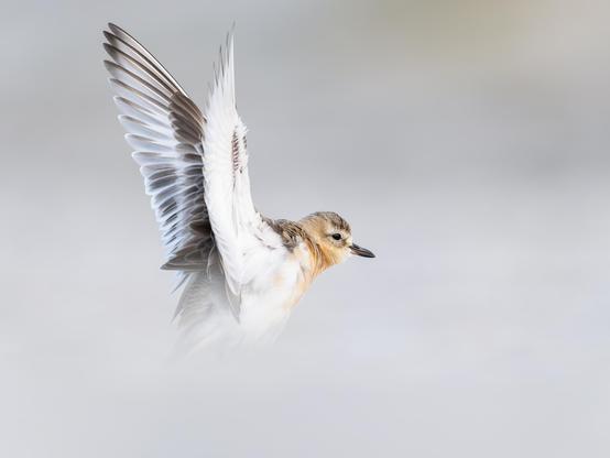 A tūturiwhatu (New Zealand dotterel) beating its wings. Blurred foreground and background give the shot an ethereal feel.