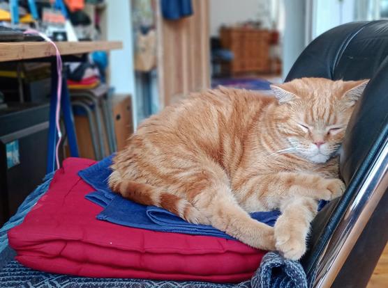red cat sleeping comfortably on his human's office chair