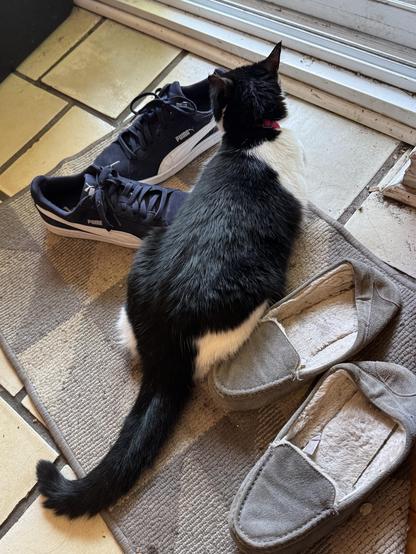penny, a black and white cat, sitting down all flatlike on the floor
