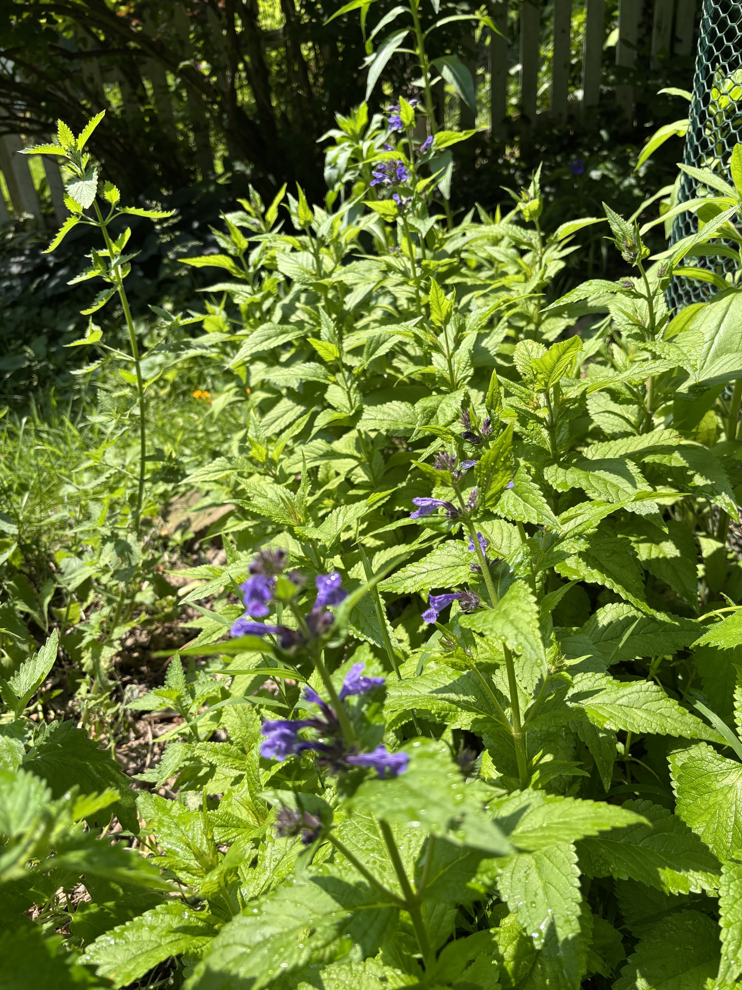 mint plants flowering purple in a garden bed