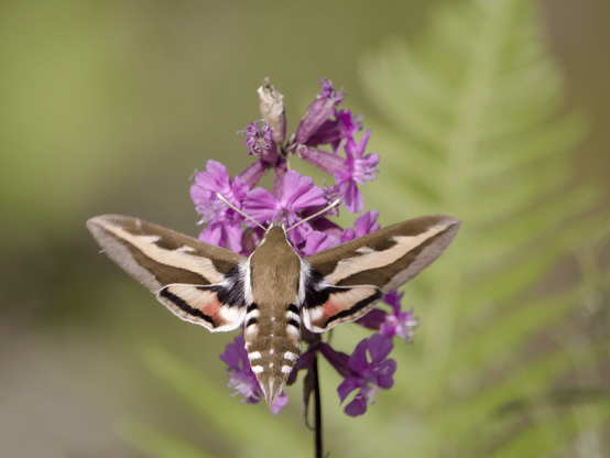 Matarakiitäjä nauttii mäkitervakoiden medestä. The bedstraw hawk-moth enjoys the nectar of sticky catchfly/clammy campion (Viscaria vulgaris).