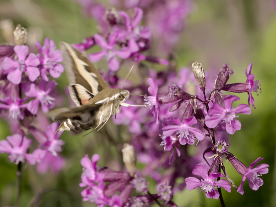 Matarakiitäjä nauttii mäkitervakoiden medestä. The bedstraw hawk-moth enjoys the nectar of sticky catchfly/clammy campion (Viscaria vulgaris).