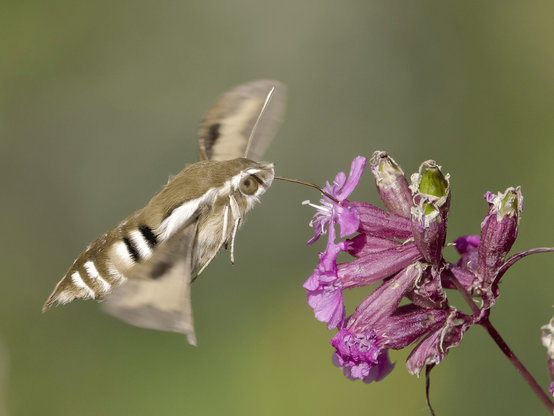 Matarakiitäjä nauttii mäkitervakoiden medestä. The bedstraw hawk-moth enjoys the nectar of sticky catchfly/clammy campion (Viscaria vulgaris).
