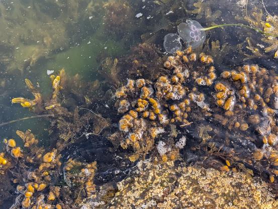Gros plan, vu de haut, sur l'eau qui entoure un rocher au bord de la mer. On y aperçoit le bord du rocher couvert de balanes, puis des algues dont les extrémités flottent à la surface, puis le fond couvert d'autres algues submergées. Aussi présentes dans l'image : au moins deux méduses, juste sous la surface de l'eau...