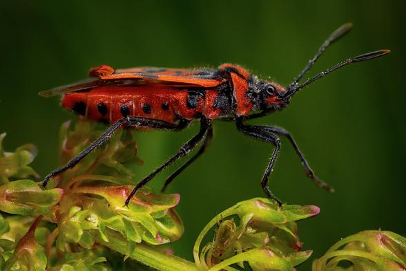 Cinnamon bug on a leaf.