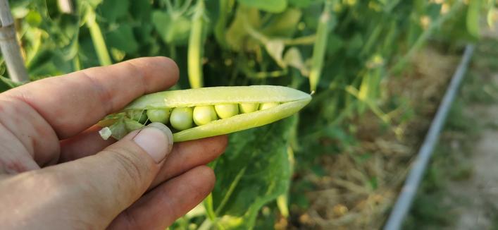Des petits pois devant un rang bien garni