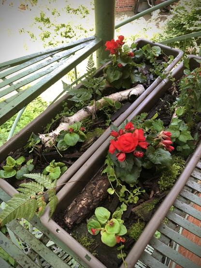 Boîte à fleurs contenant les plantes énumérées dans la publication. Quelques fleurs rouge vif, mais surtout des feuillages de toutes les nuances de vert.