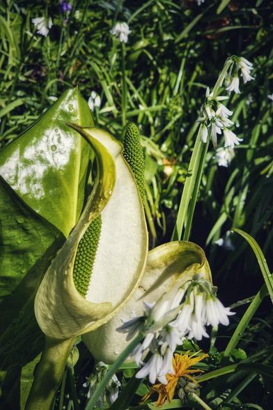 Calla Lily, unfurling its waxy white spathe to reveal a textured green spadix. Water droplets are visible on the spathe and the large, glossy green leaves. In the background, other white flowers with bell-shaped blooms and slender green stalks are visible amidst lush green foliage, with hints of yellow and purple flowers below. The scene is bathed in natural light, highlighting the fresh, vibrant colours.
