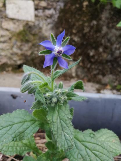Une bourrache dans un bac sur une terrasse.
La fleur est en fleur, il y a une fleur violette à cinq pétales qui surmonte une tige avec de grandes feuilles vertes un peu duveteuses. La fleur est auréolée d'une couronne de cinq petites feuilles certes entre chaque pétale. On voit d'autres boutons sous la fleur.