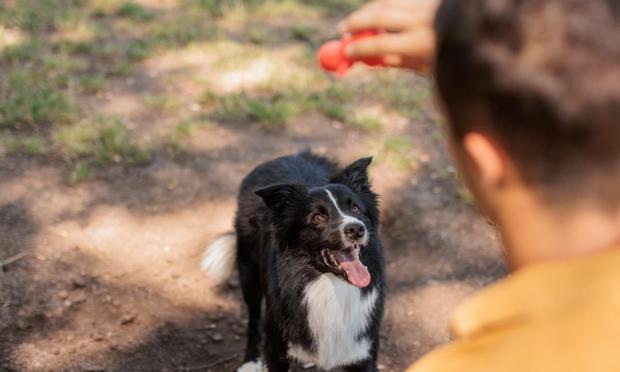 Un Border Collie con una persona. (miodrag ignjatovic- Getty Images)