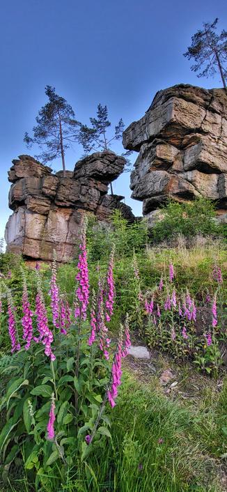 Das Bild zeigt eine beeindruckende Landschaft mit steinernen Felsformationen, die sich majestätisch in den Himmel erheben. Die Felsen sind aus grobem, unregelmäßigem Gestein gebildet und haben eine raue, natürliche Struktur. Auf den Felsen wachsen einige Bäume, die sich an die steilen Oberflächen angepasst haben.

Im Vordergrund des Bildes befinden sich leuchtend violette Blüten, die Fingerhut genannt werden. Diese Blumen sind hoch und schlank, mit langen Stängeln, die mit Blütenkronen bedeckt sind. Die Blütenblätter sind in einer leuchtenden Violett- und Lilatönung und hängen in einer Zylinderröhreart herab.

Die Vegetation um die Felsen herum ist grün und üppig, mit verschiedenen Gräsern und Pflanzen, die das Bild mit Farben und Texturen bereichern. Der Himmel ist klar und blau, was die natürliche Schönheit der Szene unterstreicht.

Insgesamt vermittelt das Bild eine ruhige und friedliche Atmosphäre, die die natürliche Schönheit und die beeindruckende Landschaft hervorhebt.