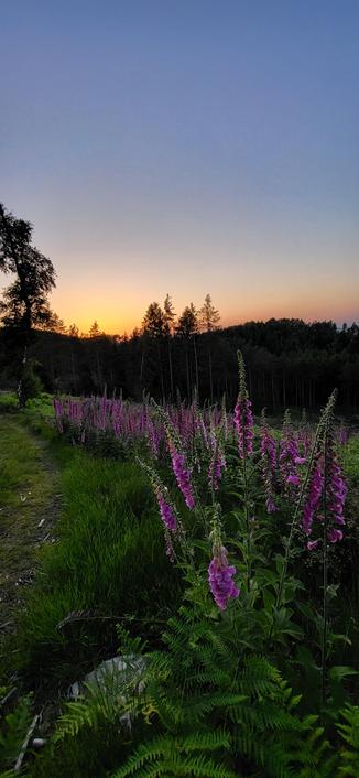 Das Bild zeigt eine idyllische Landschaft bei Sonnenuntergang. Im Vordergrund befindet sich ein Pfad, der durch eine Blumenwiese führt, in der sich hohe, violette Blüten, wahrscheinlich Fuchsias, erheben. Die Blüten stehen in voller Blüte und sind von grünen Blättern umgeben. Im Hintergrund erstreckt sich ein Wald mit dunklen Silhouetten von Bäumen, die sich gegen den Himmel abzeichnen. Der Himmel zeigt eine sanfte Farbverläufe von Blau zu Orange und Rosa, was auf den Sonnenuntergang hinweist. Die gesamte Szene strahlt Ruhe und Schönheit aus, mit einer harmonischen Mischung aus Natur und Farben.
