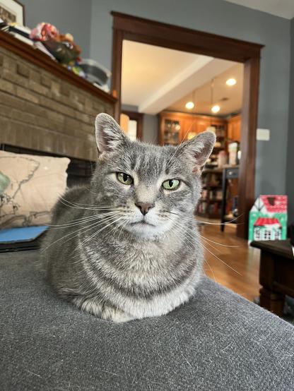 A dignified elder grey tabby cat, sitting in meatloaf pose on a charcoal sofa, looking directly at the camera.