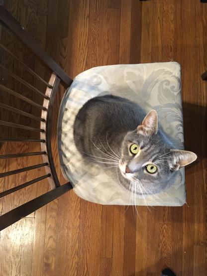 A grey tabby cat occupying a recently vacated dining chair, looking straight up at the camera as if asking why his needs are being ignored.