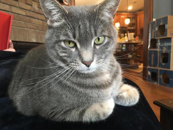 A grey tabby cat looking over one shoulder in a classic “ladies” pose