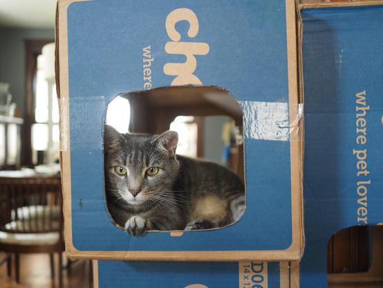 A grey tabby cat peeking out from a window in a large fort made out of Chewy boxes.