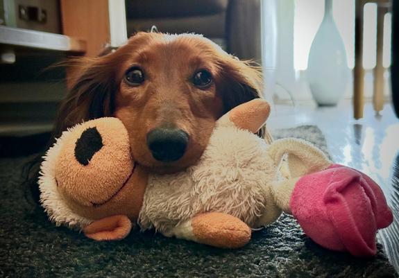 Das Bild zeigt einen Dackel mit langen, weichen Ohren, der auf einem dunklen Teppich liegt. Der Hund hält einen weichen, pelzigen Stofftier, das wie ein Schaf aussieht, mit einem weißen Körper, einem braunen Kopf und einem schwarzen Nasepunkt. Der Stofftier hat auch einen rosa Teil, der wie ein Blumenblatt aussieht. Der Hund blickt direkt in die Kamera, mit großen, dunklen Augen und einem ruhigen Ausdruck. Im Hintergrund ist ein Teil eines modernen Wohnraums zu sehen, mit einem weißen Vasen und einem Teil eines Möbelstücks, das möglicherweise ein Sofa ist. Die Beleuchtung ist warm und weich, was eine gemütliche Atmosphäre schafft.