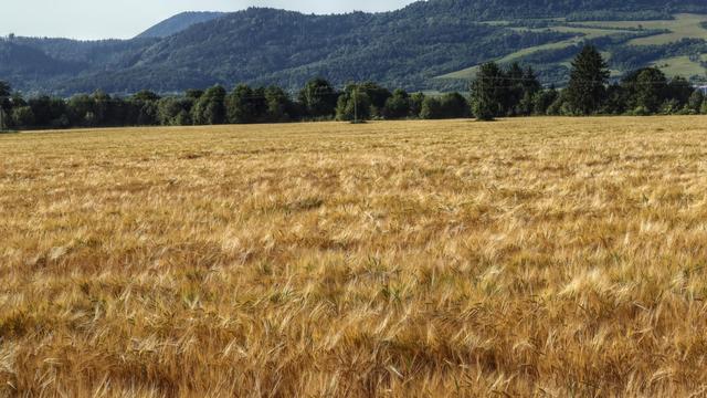 Photo of a field of almost ripe wheat with a green tree-line at the far end and forest-covered hills further away.