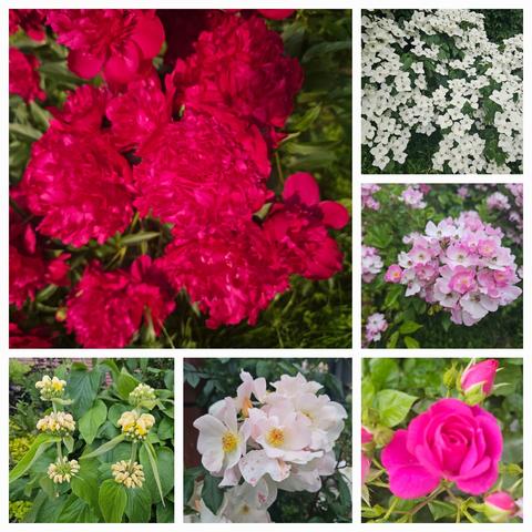 Top left: the dark red Paeonia is in full bloom and showing off its large flowers. 
Top right: Cornus kousa covered in white flowers. 
Middle right: a cluster of small pink single flowers of the Moschata rose 'Ballerina'.
Bottom left: yellow whorls of Phlomis russeliana. 
Bottom middle: cluster of large white single flowers of the Moschata rose 'Sally Holmes'.
Bottom right: bright pink bud of semi-double flowers of the rose 'Global Waterer'.