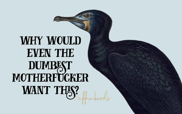 “Why would even the dumbest motherfucker want this?” next to a drawing of a bird, from effinbirds.com