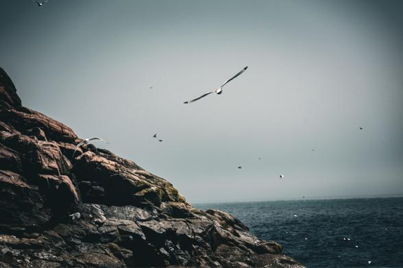 A large seagull flies over a rocky surface that meets with the ocean.