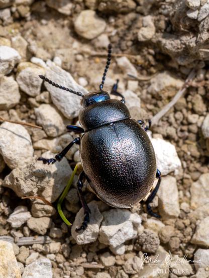 A shiny black beetle with a metallic blue head, on a chalk path