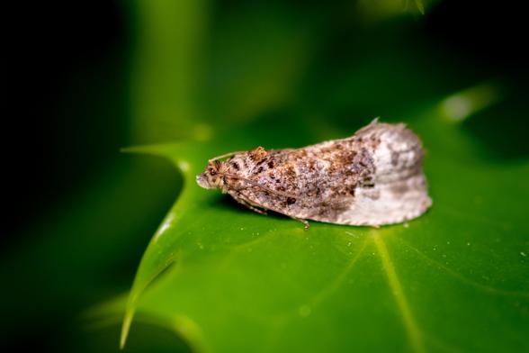 Close up shot of a small brown moth on a bright green common holly leaf.
