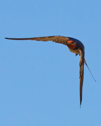 Now uts flapping the right wing down for a correction
Wings almost in a 90 degree angle