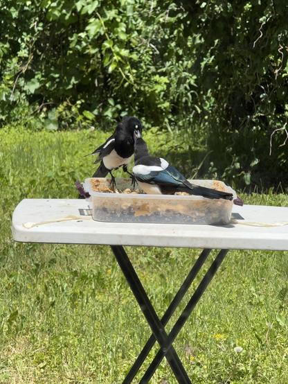 Two magpies standing in my food box outside, one feeding the other peanuts