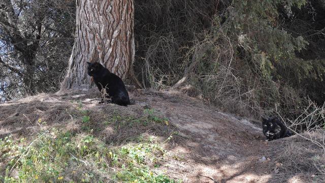 A photo of two cats under a tree on a small hill.