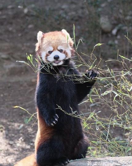 A picture of a Red Panda.