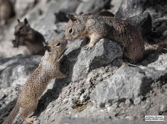 Photography of a pair of California ground squirrels touching noses