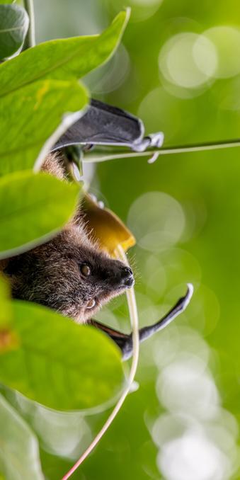A close-up of a flying fox bat hanging upside down among green leaves, partially hidden by foliage. The bat's face and shiny eyes are clearly visible. The tips of its wings show among the leaves as it is using a claw to pull a peace of a flower closer to snack on it. The background is a soft blur of green.